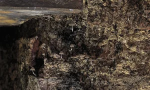 Portfolio Image