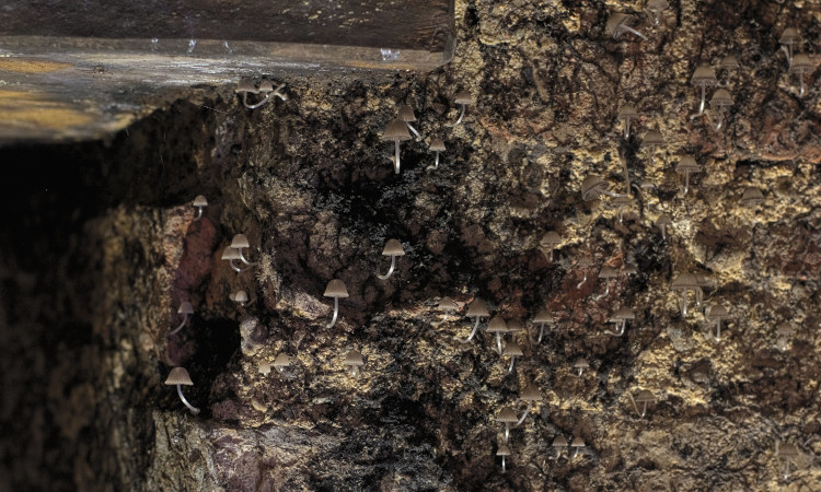 Fungus infestation on Roman architecture